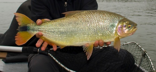 freshwater-dorado_24