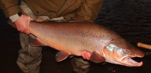 First 20+ lb fish of the season. January 2008