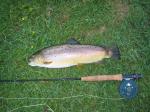 Brown Trout 2